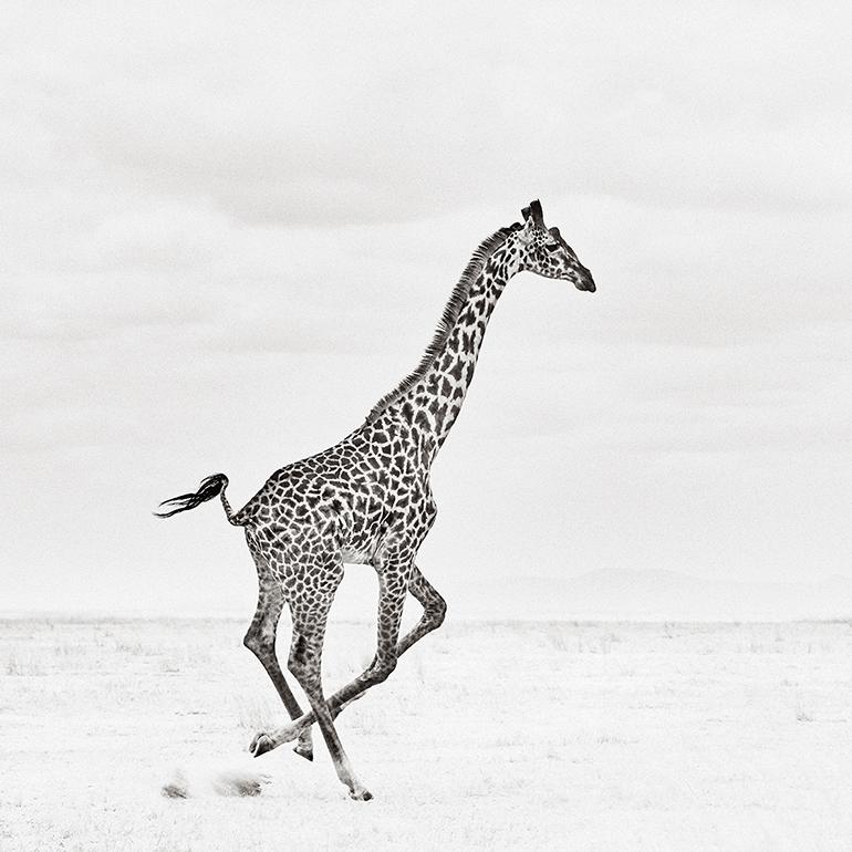 Drew Doggett Black and White Photograph - A Single Giraffe Runs Across the Plains in Africa