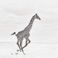 A Single Giraffe Runs Across the Plains in Africa