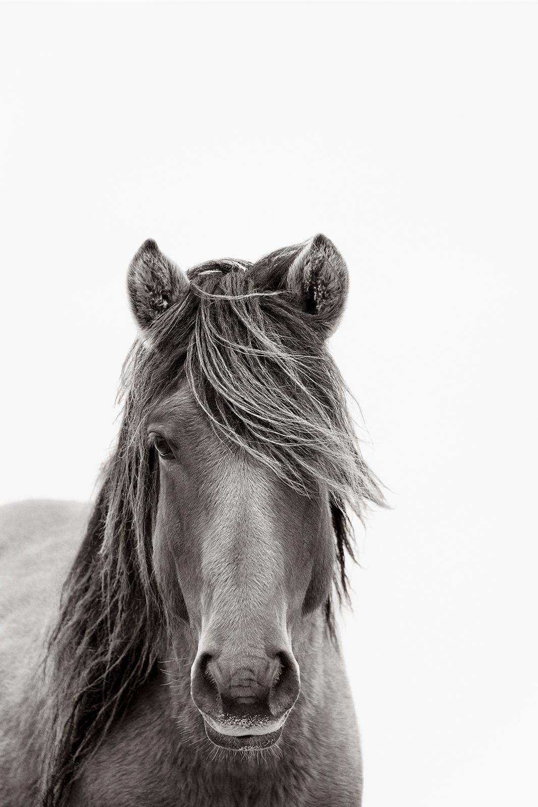 Drew Doggett Black and White Photograph – Ein einzelnes Wildpferd, das die Kamera auf der Zobelinsel betrachtet
