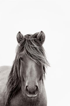 Un seul cheval sauvage regardant l'appareil photo sur l'île de la zibeline