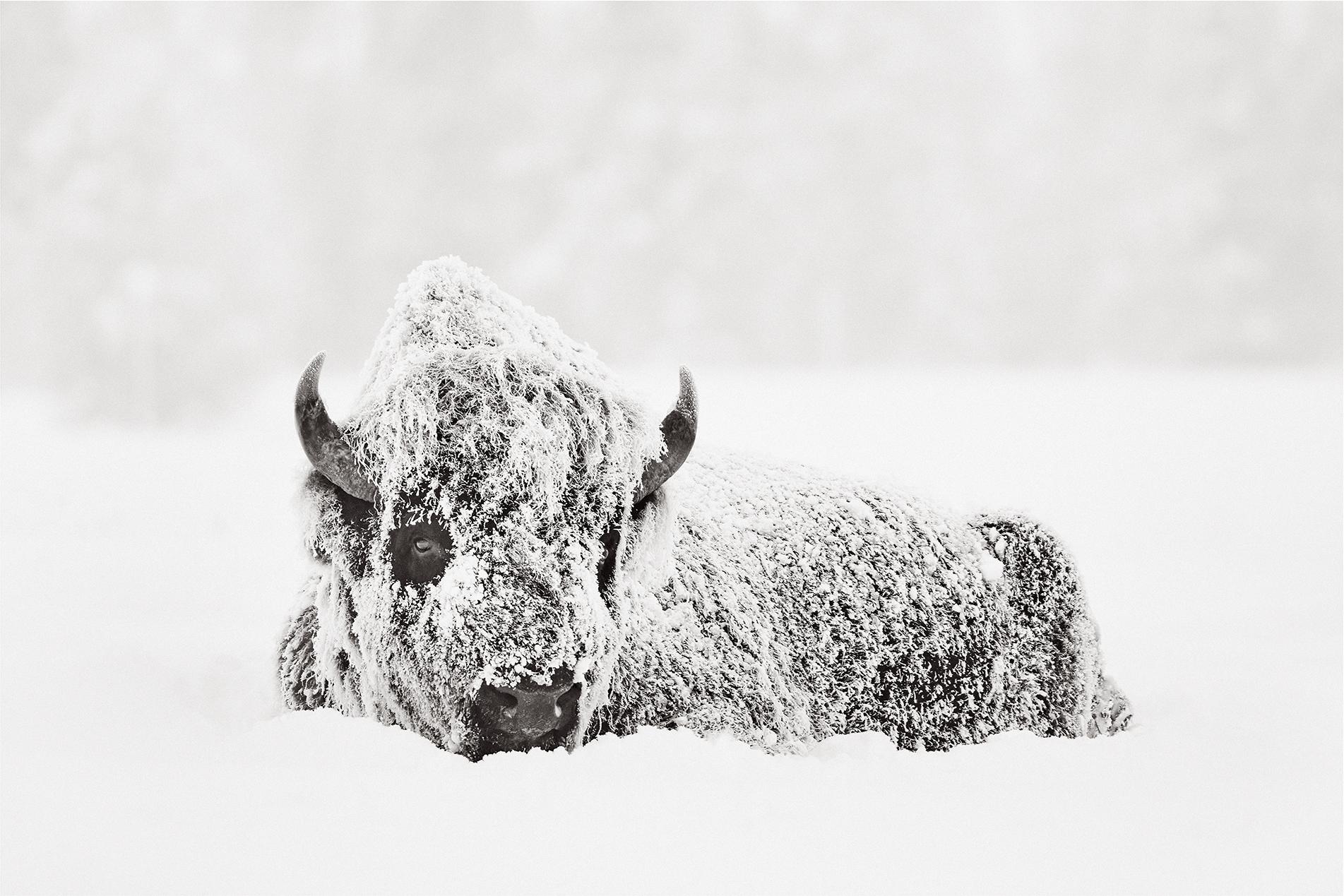 Drew Doggett Black and White Photograph - A snow-covered bison resting in winter displaying a quiet strength & resilience