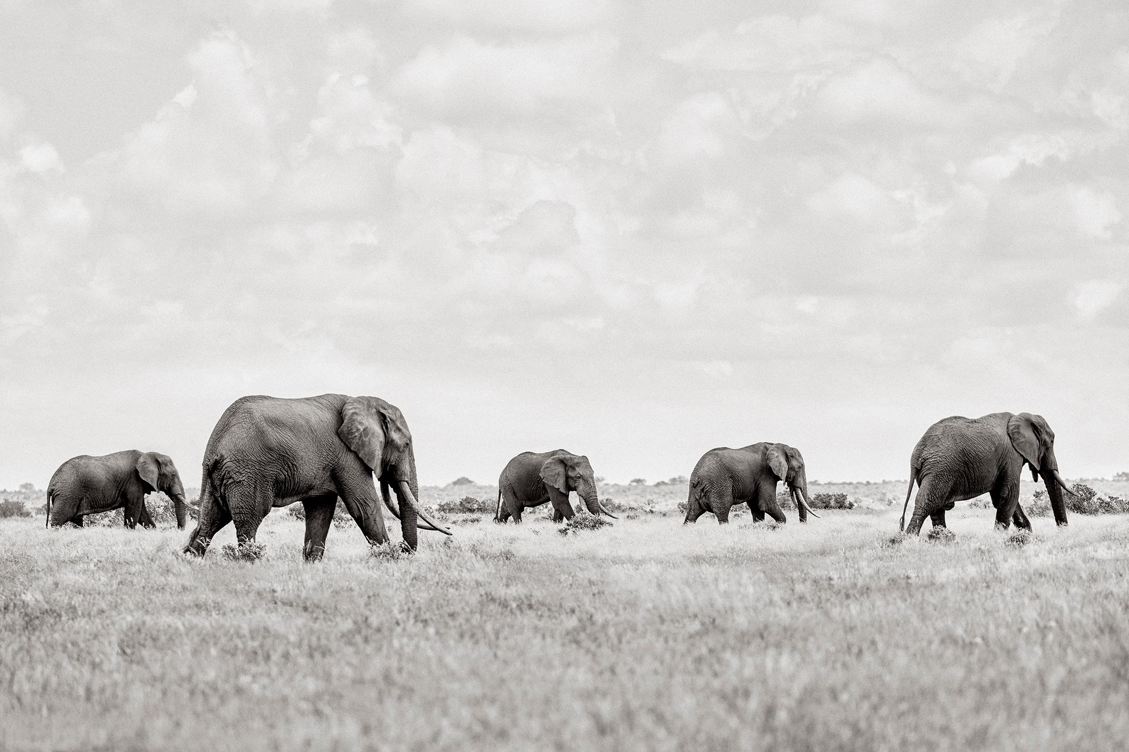 Eine surreale Szene mit Elefanten, die die Ebenen im Amboseli-Nationalpark durchqueren – Photograph von Drew Doggett