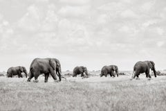 Eine surreale Szene mit Elefanten, die die Ebenen im Amboseli-Nationalpark durchqueren