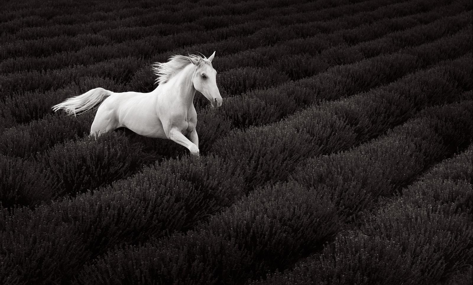 Un caballo blanco corre por un hermoso campo de lavanda - Photograph de Drew Doggett