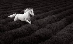 Ein weißes Pferd geht über ein wunderschön arrangiertes lavendelfarbenes Feld