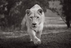 A white lioness walks towards the camera, locking eyes with the viewer