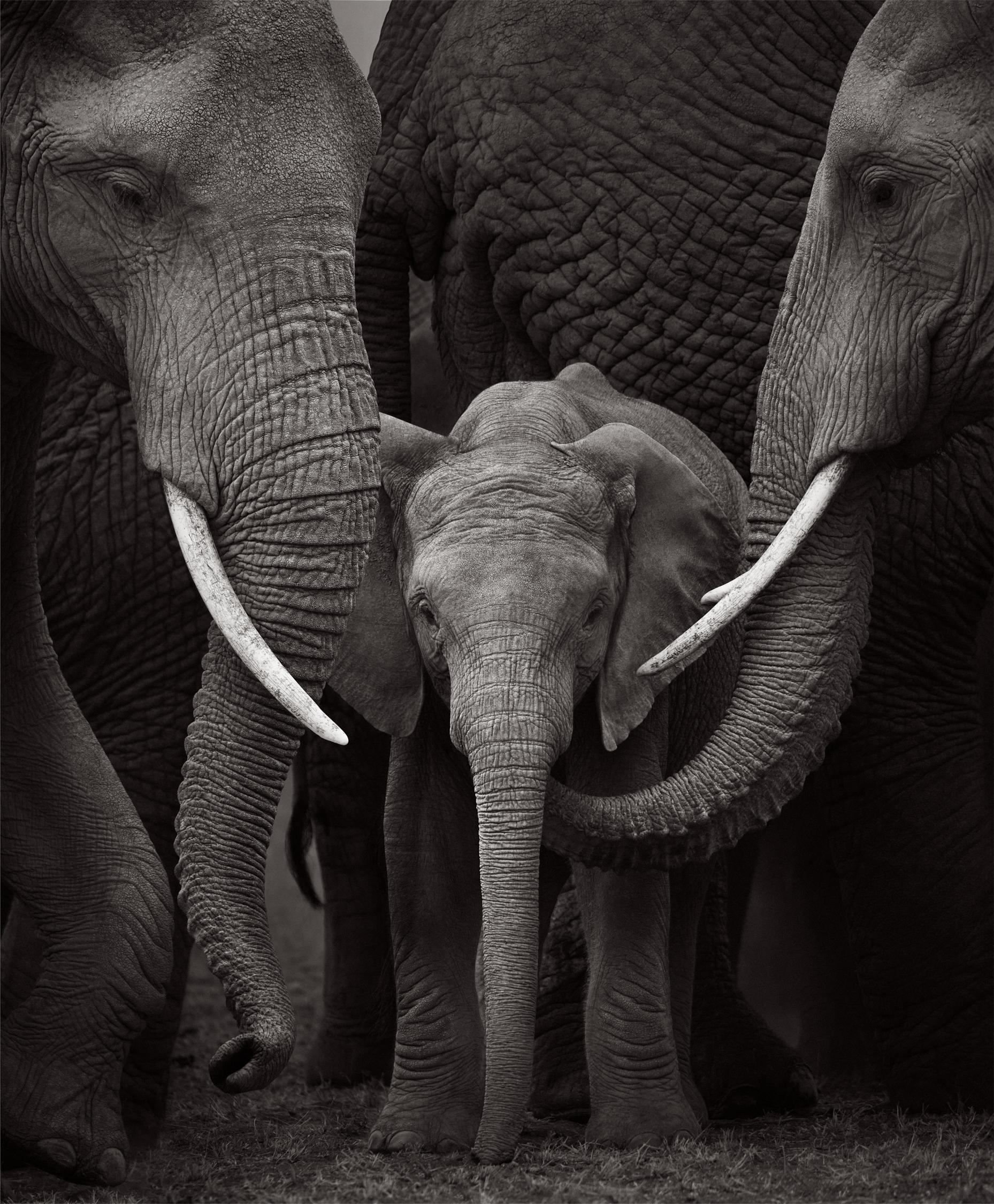 Drew Doggett Black and White Photograph - A young elephant sheltered between two majestic tusked elephants