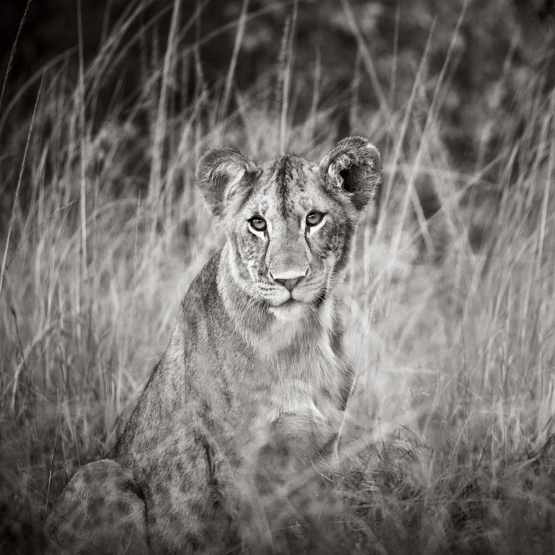Un giovane cucciolo di leone si sente al sicuro nell'erba alta della sua casa. - Photograph di Drew Doggett
