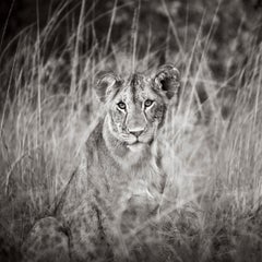 Un jeune cube de lion se sent en sécurité et niché dans la haute herbe de sa maison