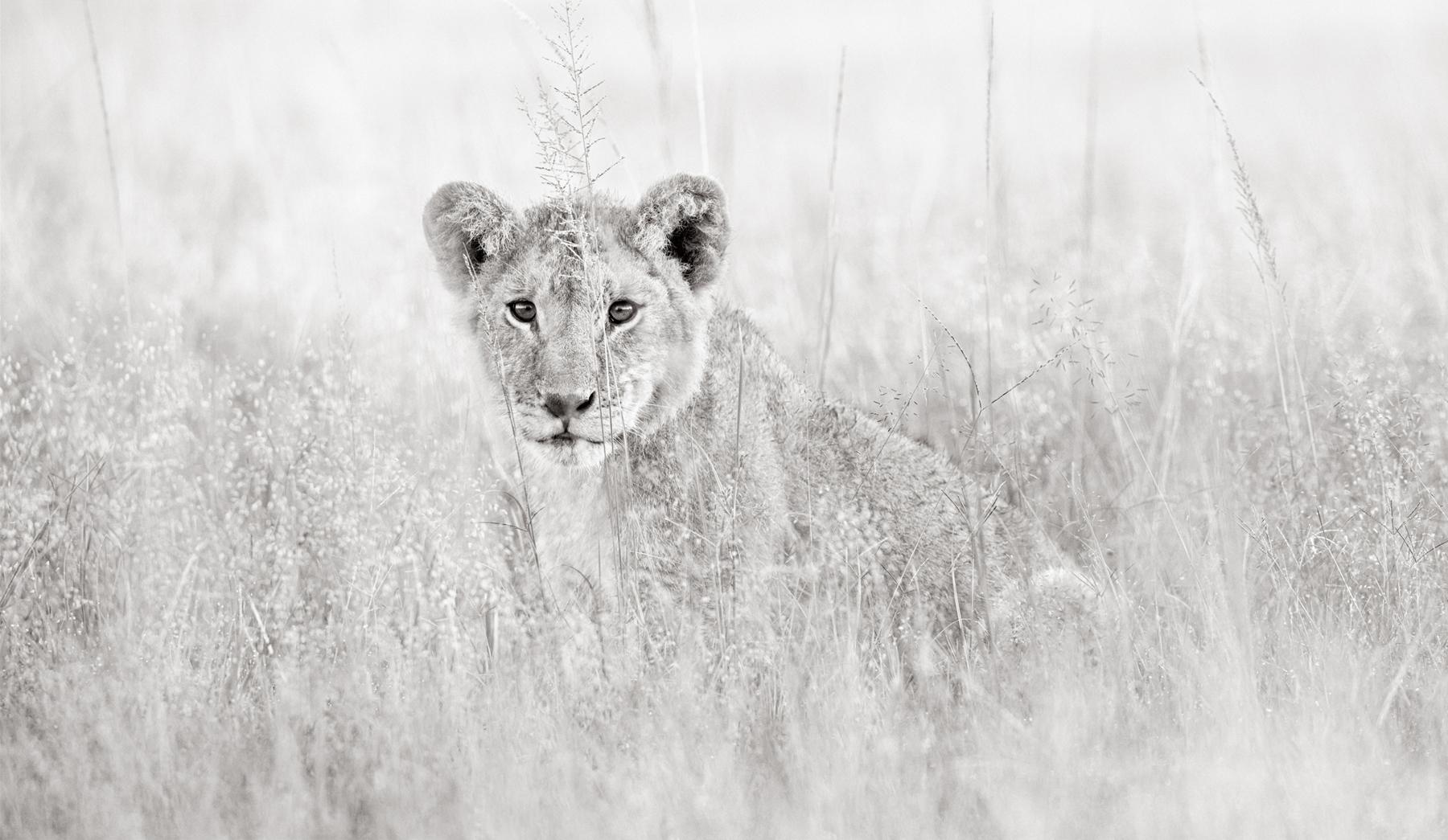 Oversized Photography