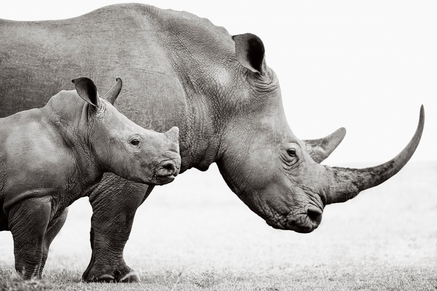 Black and White Photograph Drew Doggett - Un jeune rhino se tient à côté de leur mère dans ce magnifique portrait surréaliste
