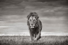 Adult male lion with an impressive mane walks across the plains in Kenya