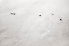 Aerial shot of wild horses running along the beach on Sable Island