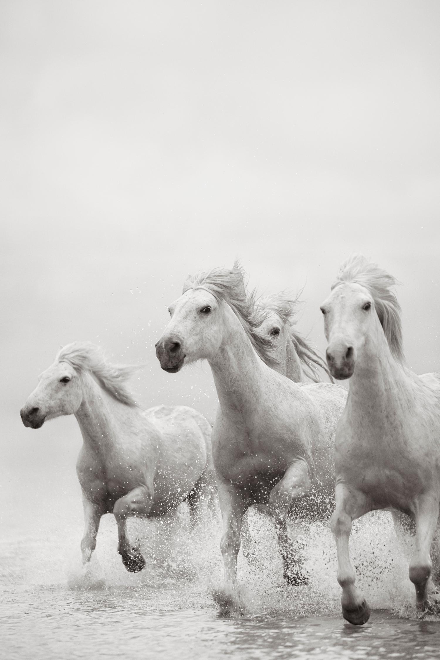 Drew Doggett Black and White Photograph – Ganz in Weiß gehaltene Camargue-Pferde, die durch das Wasser laufen, erhebend, ätherisch