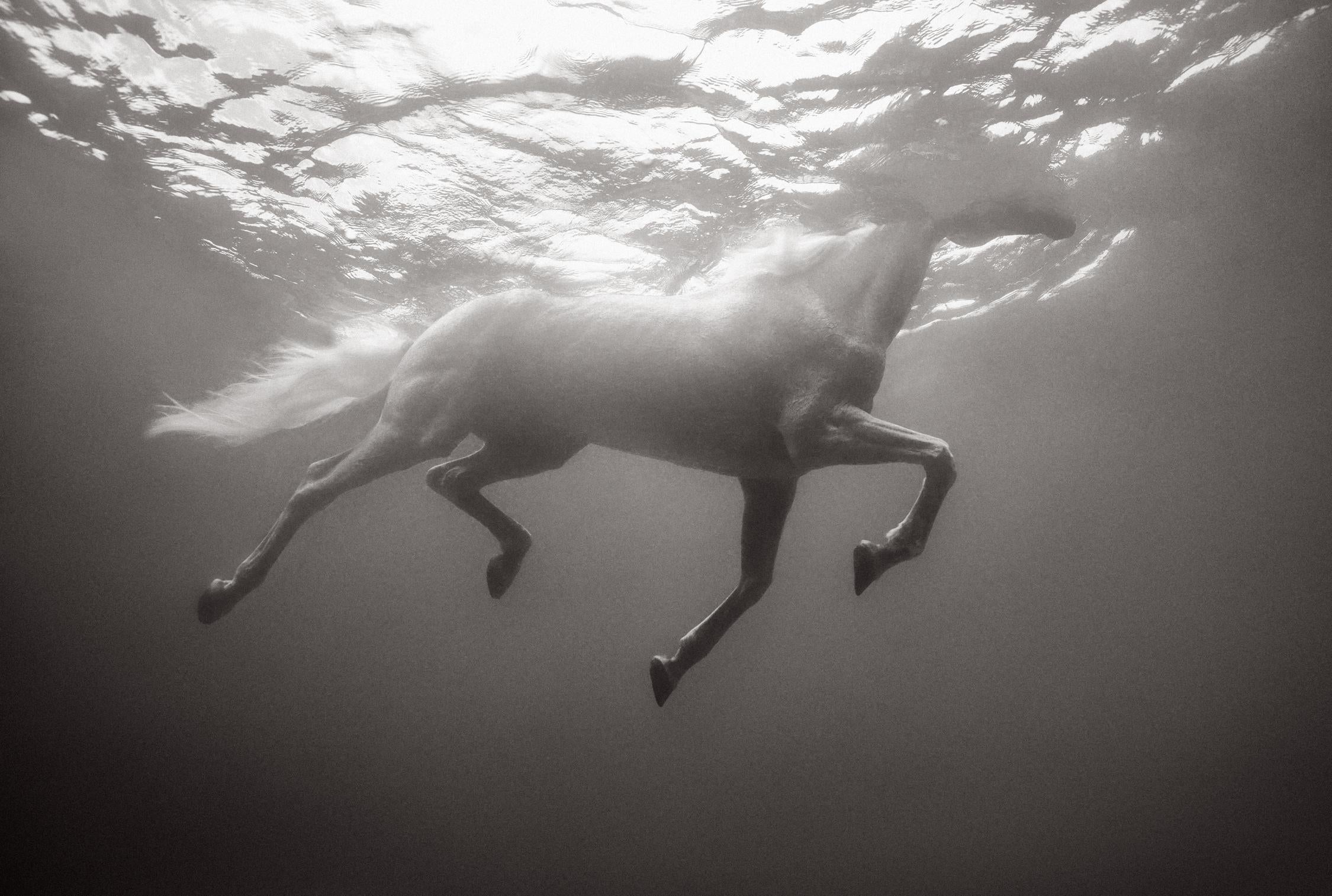 Black and White Photograph Drew Doggett - Horse tout blanc nageant sous l'eau avec une lumière surréaliste, équestre