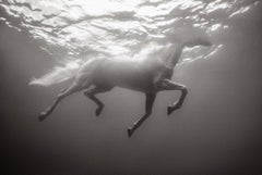 All-White Horse Swimming Underwater with Surreal Light, Equestrian