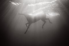 Cheval tout blanc nageant sous l'eau avec une lumière surréaliste, autre monde
