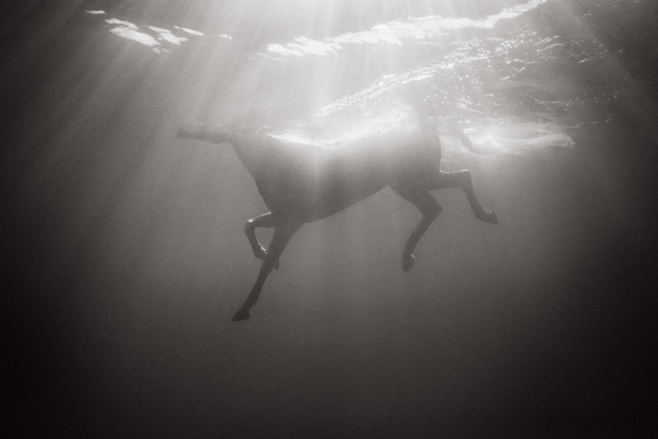 Black and White Photograph Drew Doggett - Cheval tout blanc nageant sous l'eau avec une lumière surréaliste, autre monde