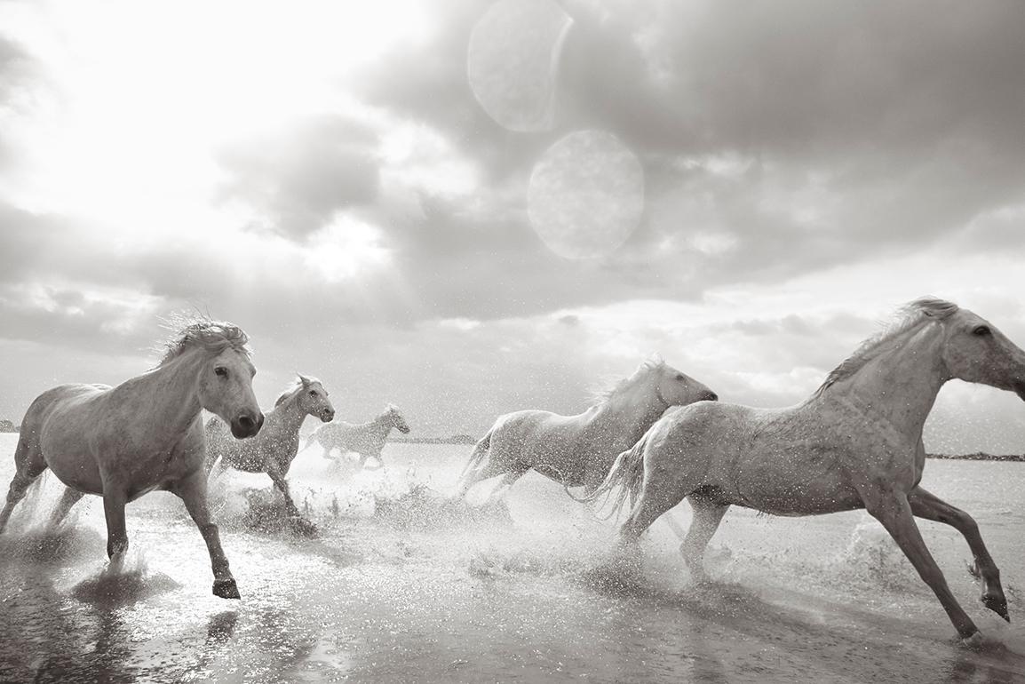 Black and White Photograph de Drew Doggett - Todos los Caballos Blancos Galopando por el Agua, Francia, Etéreo