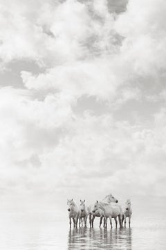 All White Horses Standing in Calm Water, Equestrian, Meditative