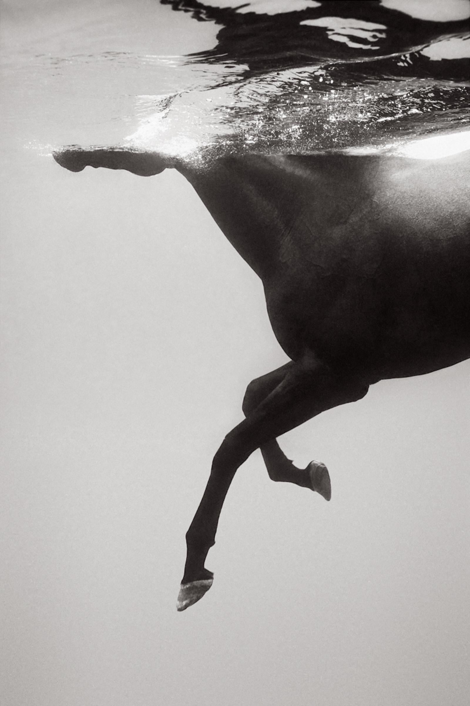 Black and White Photograph di Drew Doggett - Un etereo momento subacqueo reso con toni di carbone di un cavallo che nuota