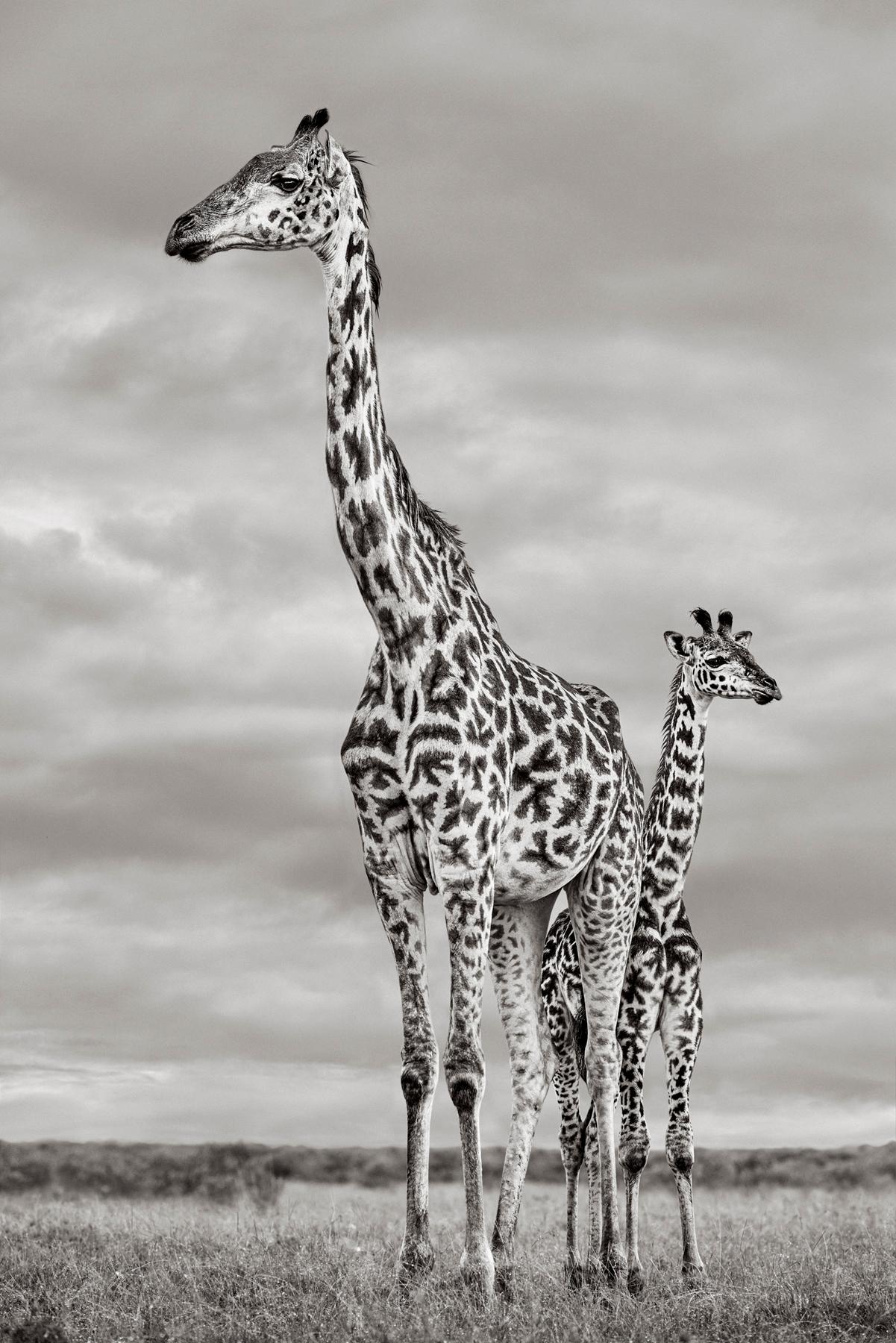 An elegant giraffe and her calf look out towards the open expanses of Kenya - Photograph by Drew Doggett