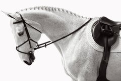 An elite horse's immaculate coat and braided mane are the focus of this image