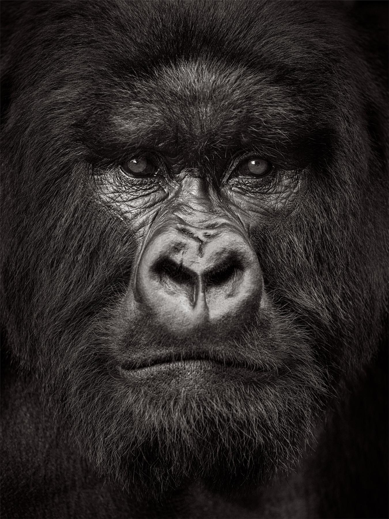 An epic black and white portrait of a silverback gorilla - Photograph by Drew Doggett