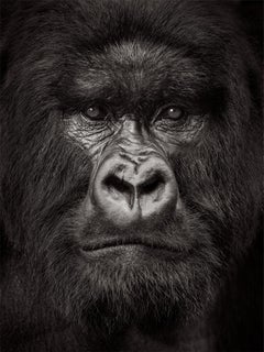 Un retrato épico en blanco y negro de un gorila de espalda plateada