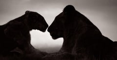 Un'immagine eterea di due leoni al crepuscolo
