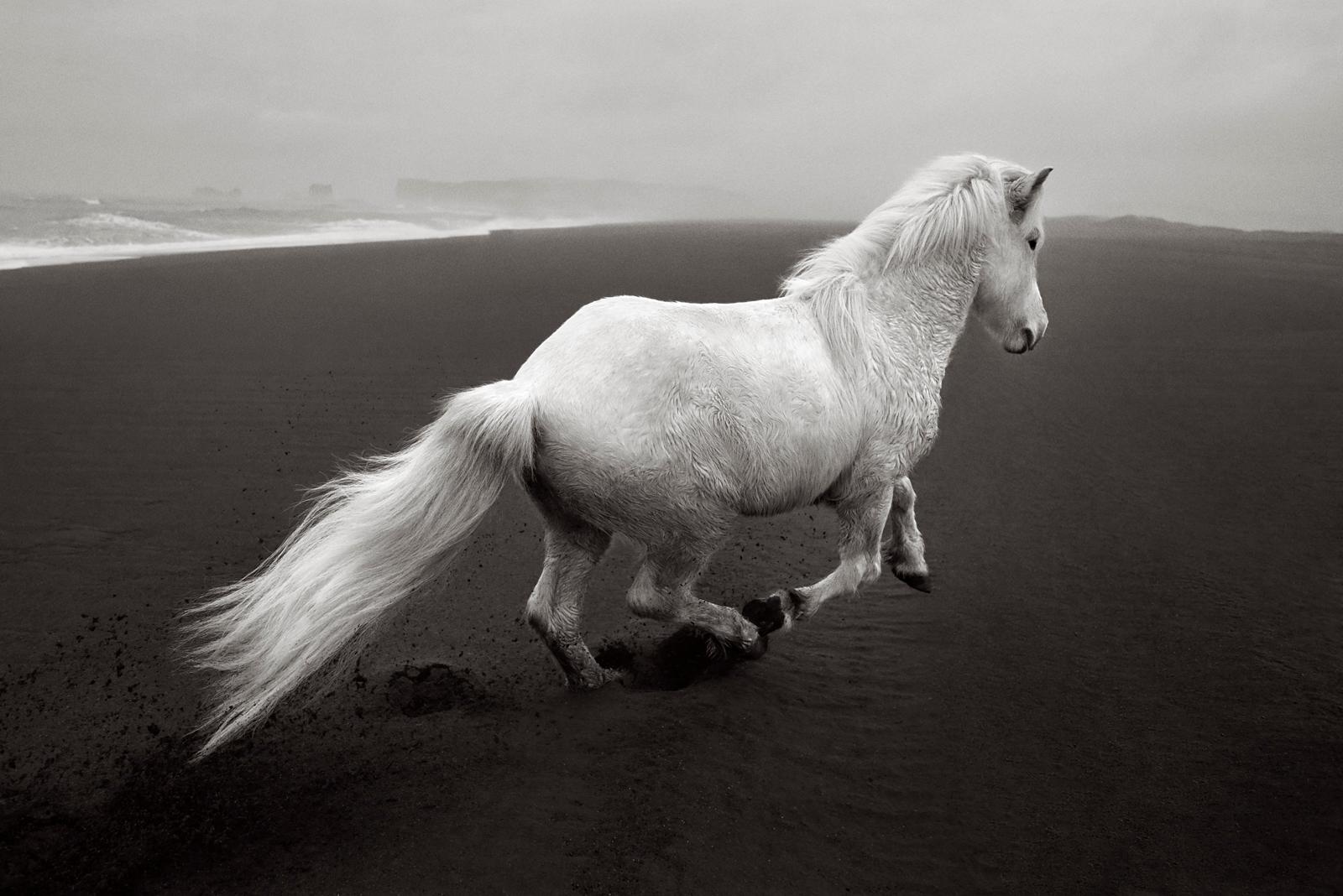 An ethereal white horse running over volcanic black sand in this surreal moment