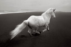 An ethereal white horse running over volcanic black sand in this surreal moment