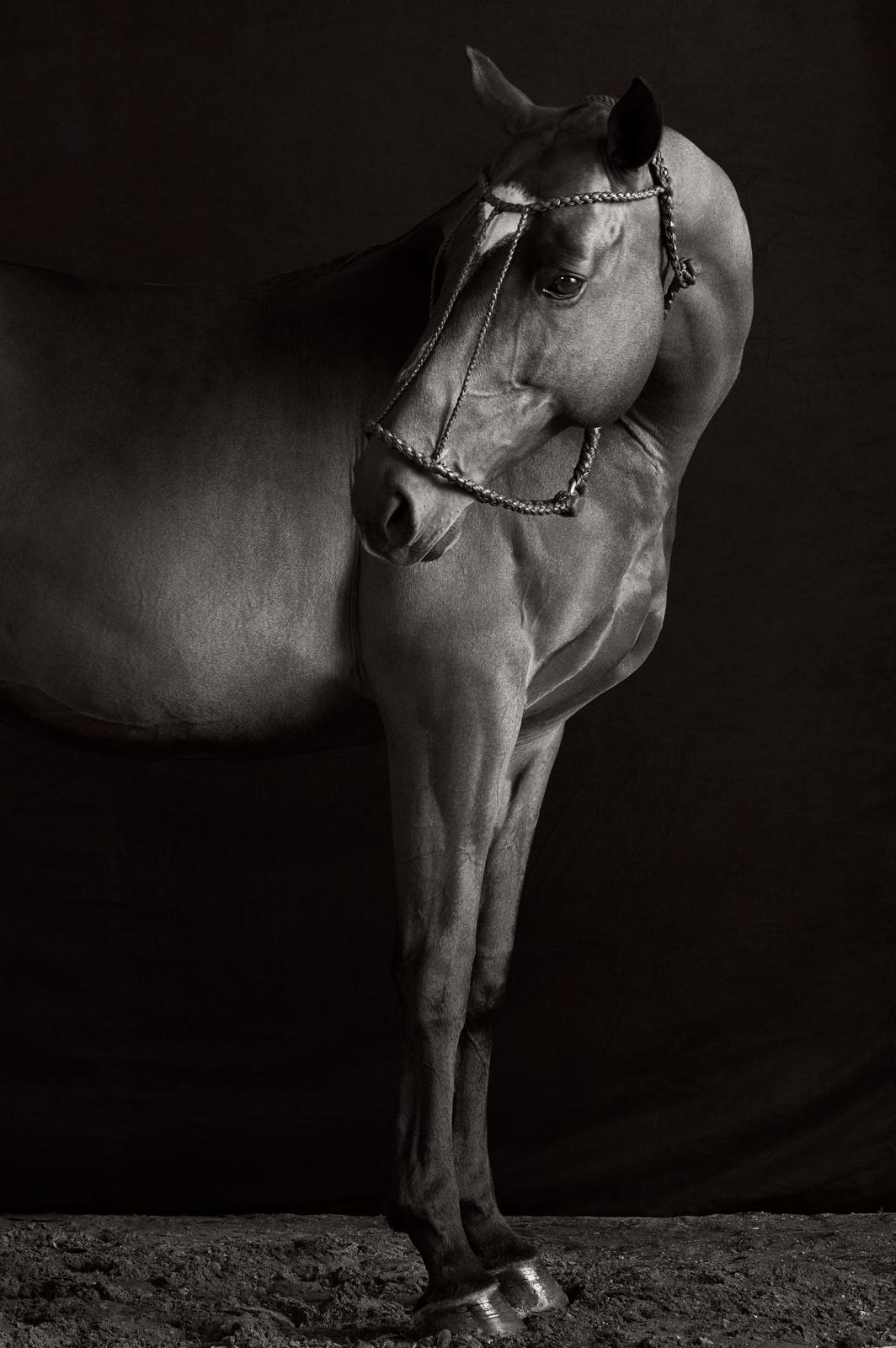 Un portrait intime d'un beau cheval robuste avec une étoile sur le devant