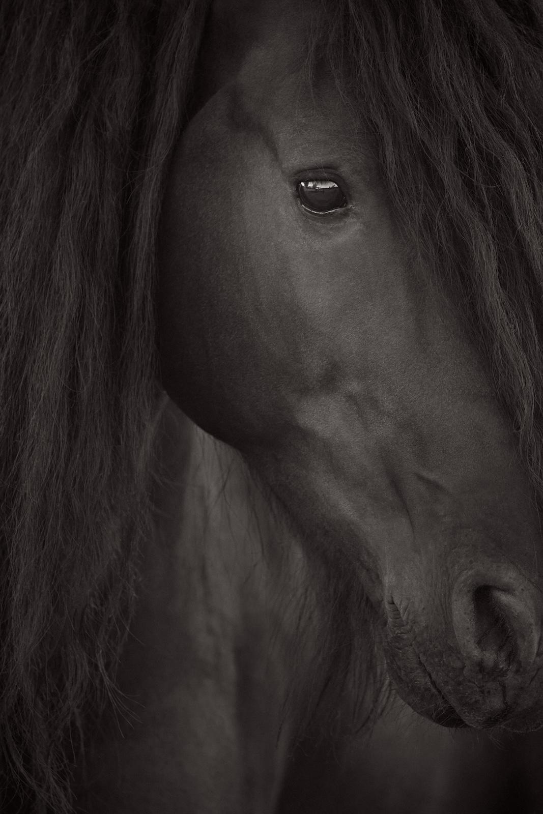 Un portrait intime d'un cheval frissien remplissant le cadre - Photograph de Drew Doggett