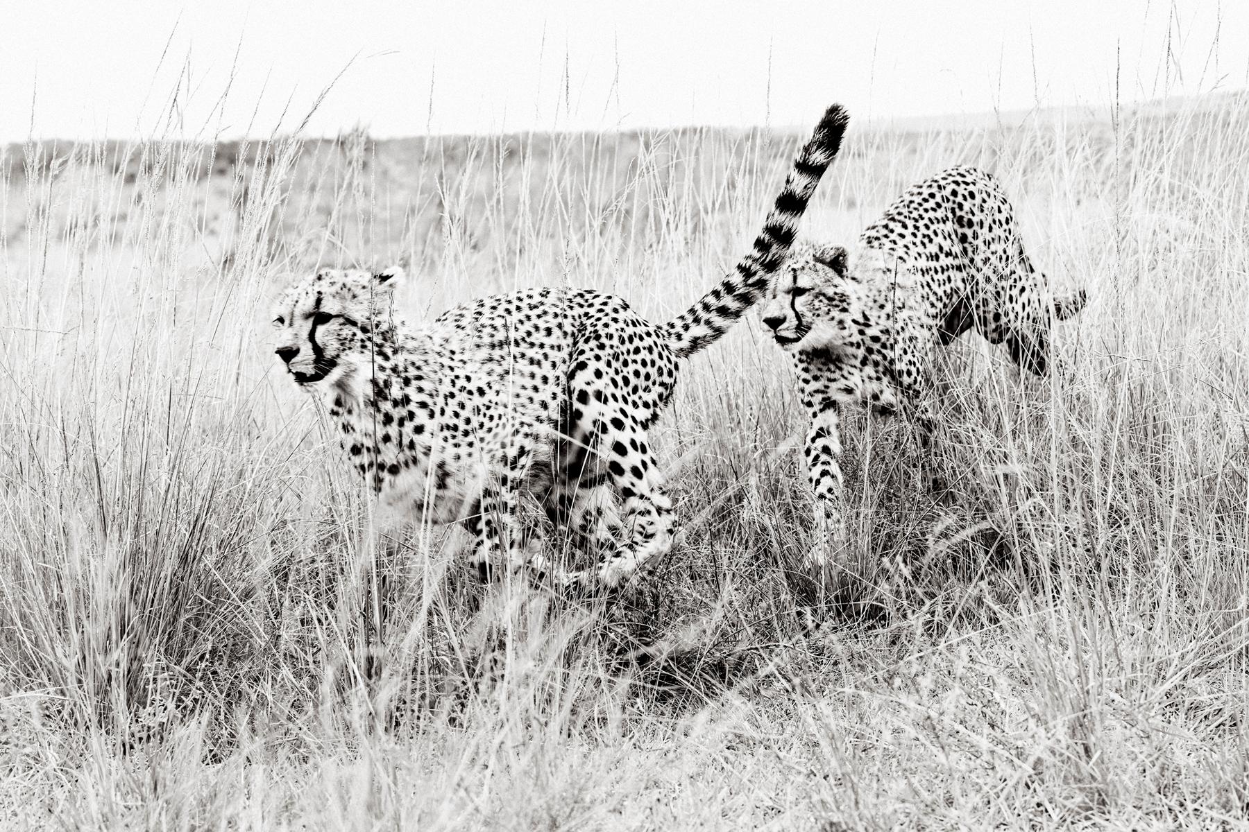 Black and White Photograph de Drew Doggett - Un momento irreal de dos guepardos en persecución