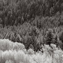 Artful, ephemeral capture of snow on trees which will disappear with the sun