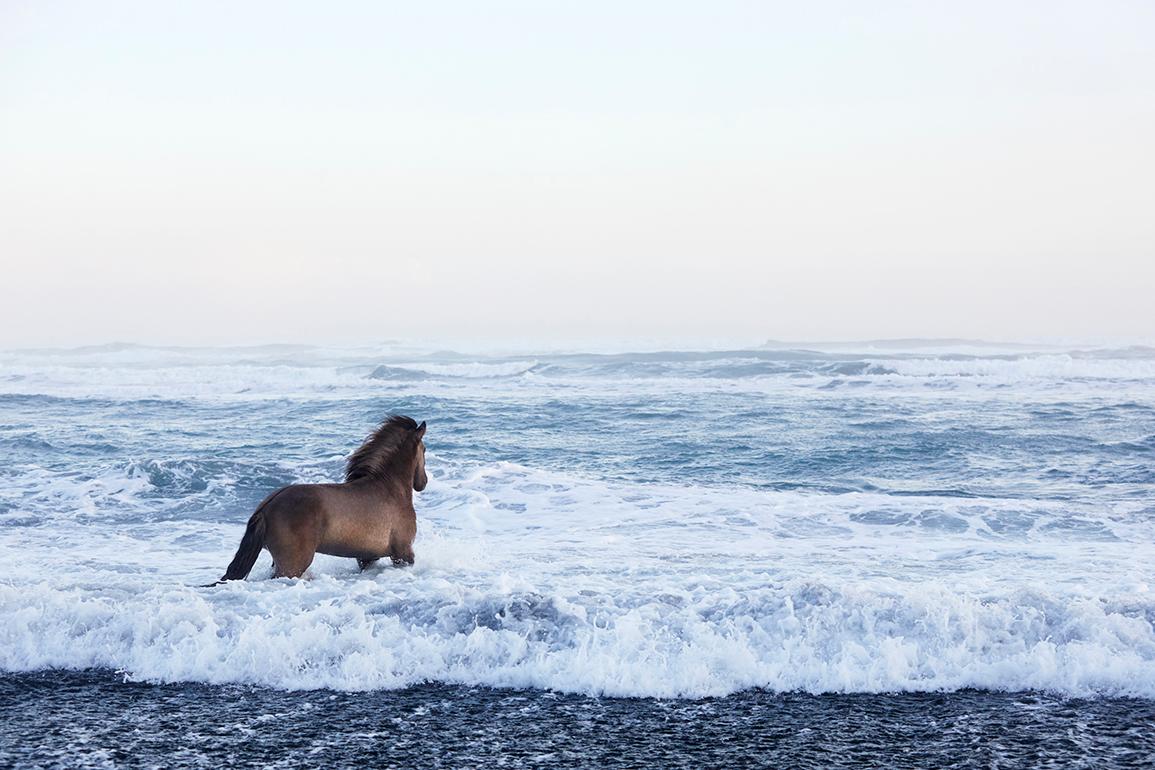 Drew Doggett Portrait Photograph - Award-winner,  Iceland, Stallion Looking Out Over the Glacial Sea