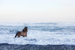 Preisgekrönt,  Iceland, Stallion mit Blick auf das Glasmauern Meer