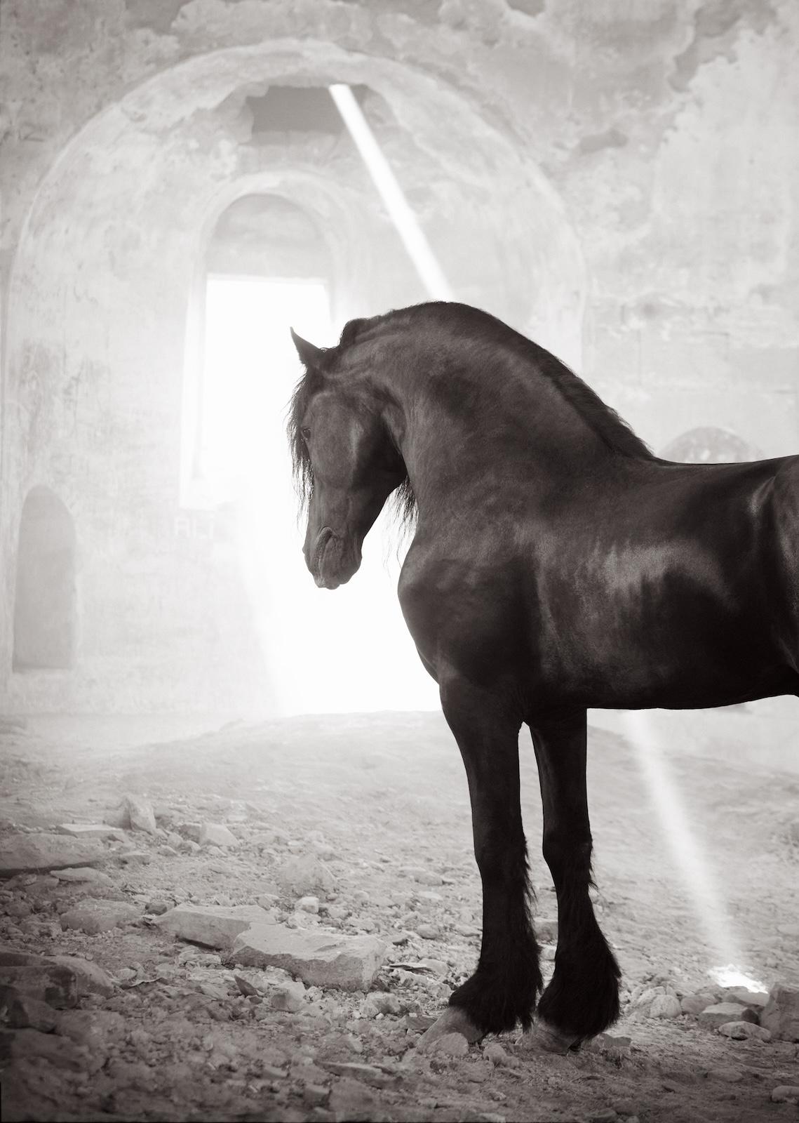 Beeindruckendes Bild eines dunklen Pferdes in einem alten Gebäude mit Licht, das in – Photograph von Drew Doggett