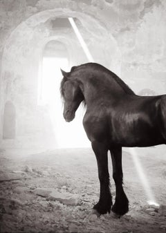 Un'immagine impressionante di un cavallo scuro in un vecchio edificio illuminato dalla luce