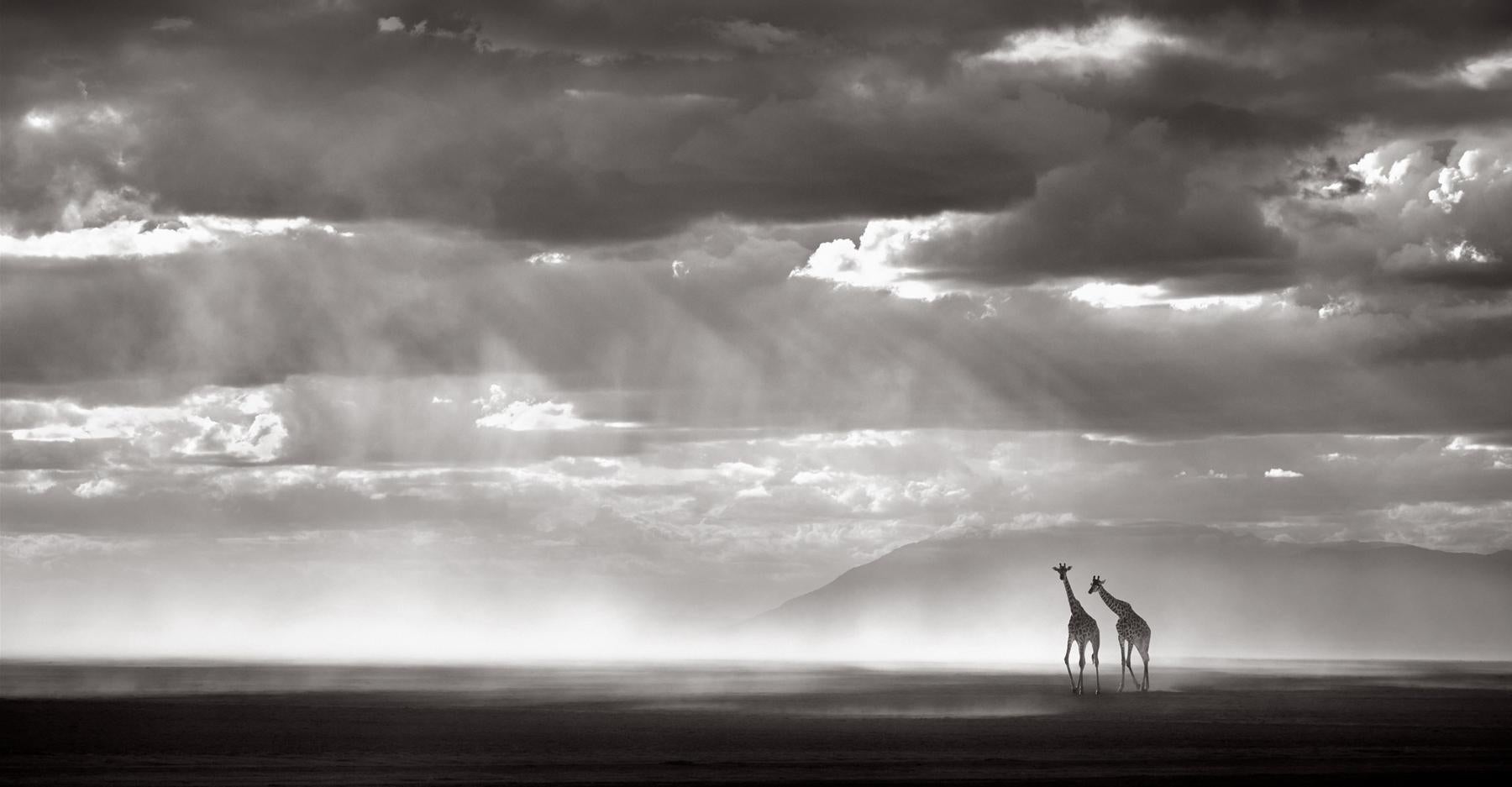 Awe-inspiring photograph of elephants walking with Kilimanjaro in the distance - Photograph by Drew Doggett