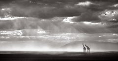Awe-inspiring photograph of elephants walking with Kilimanjaro in the distance