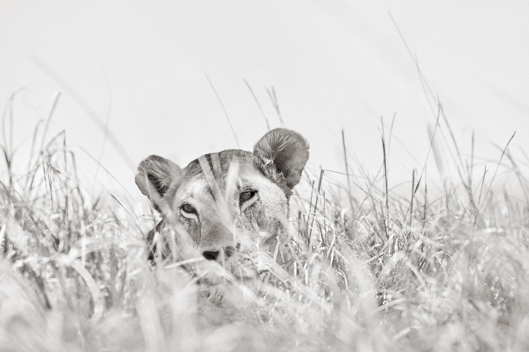 Beautiful female lion at rest in the tall grass of her home in the Maasai Mara - Photograph by Drew Doggett