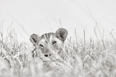 Bellissima femmina di leone a riposo nell'erba alta della sua casa nel Maasai Mara