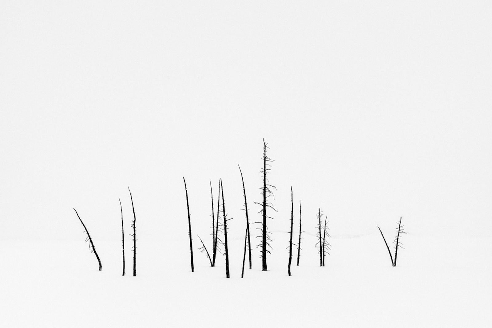 Drew Doggett Black and White Photograph – Schönes, minimalistisches und ruhiges Bild von Bäumen vor einer Schneelandschaft