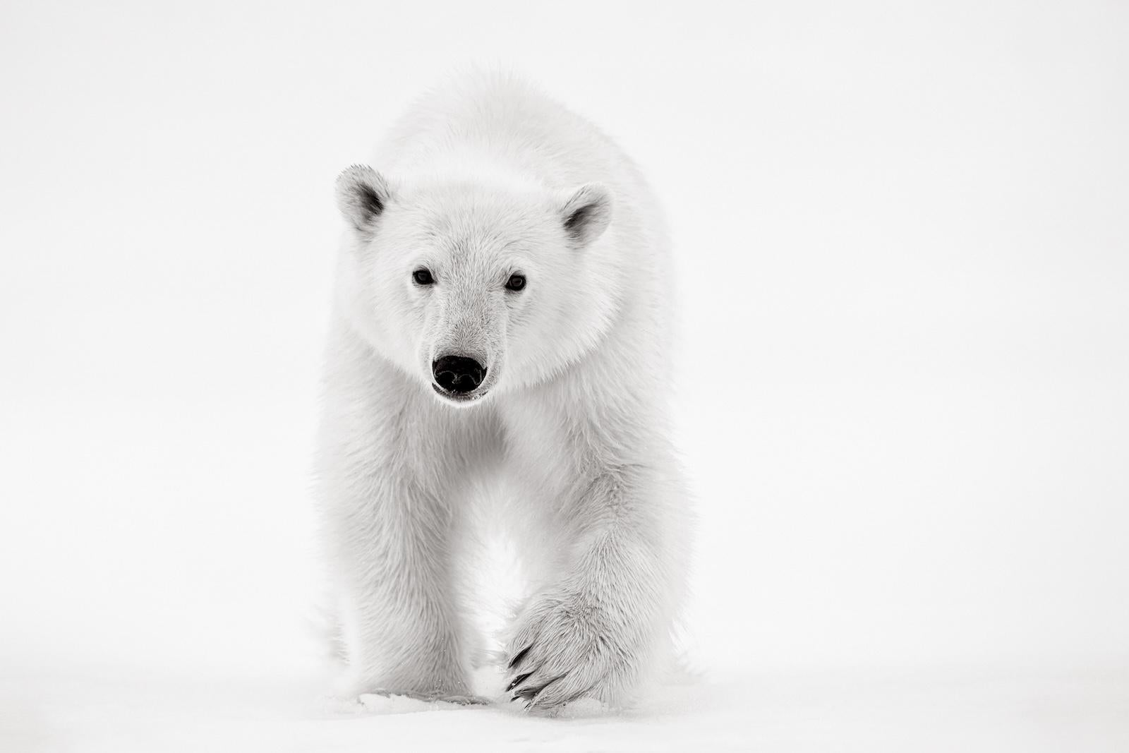 Drew Doggett Black and White Photograph - Beautiful, minimal photograph of a polar bear walking towards camera 