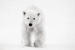 Beautiful, minimal photograph of a polar bear walking towards camera 
