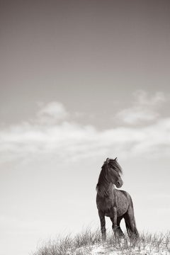 Beautiful, mysterious portrait of a wild horse looking out over Sable Island