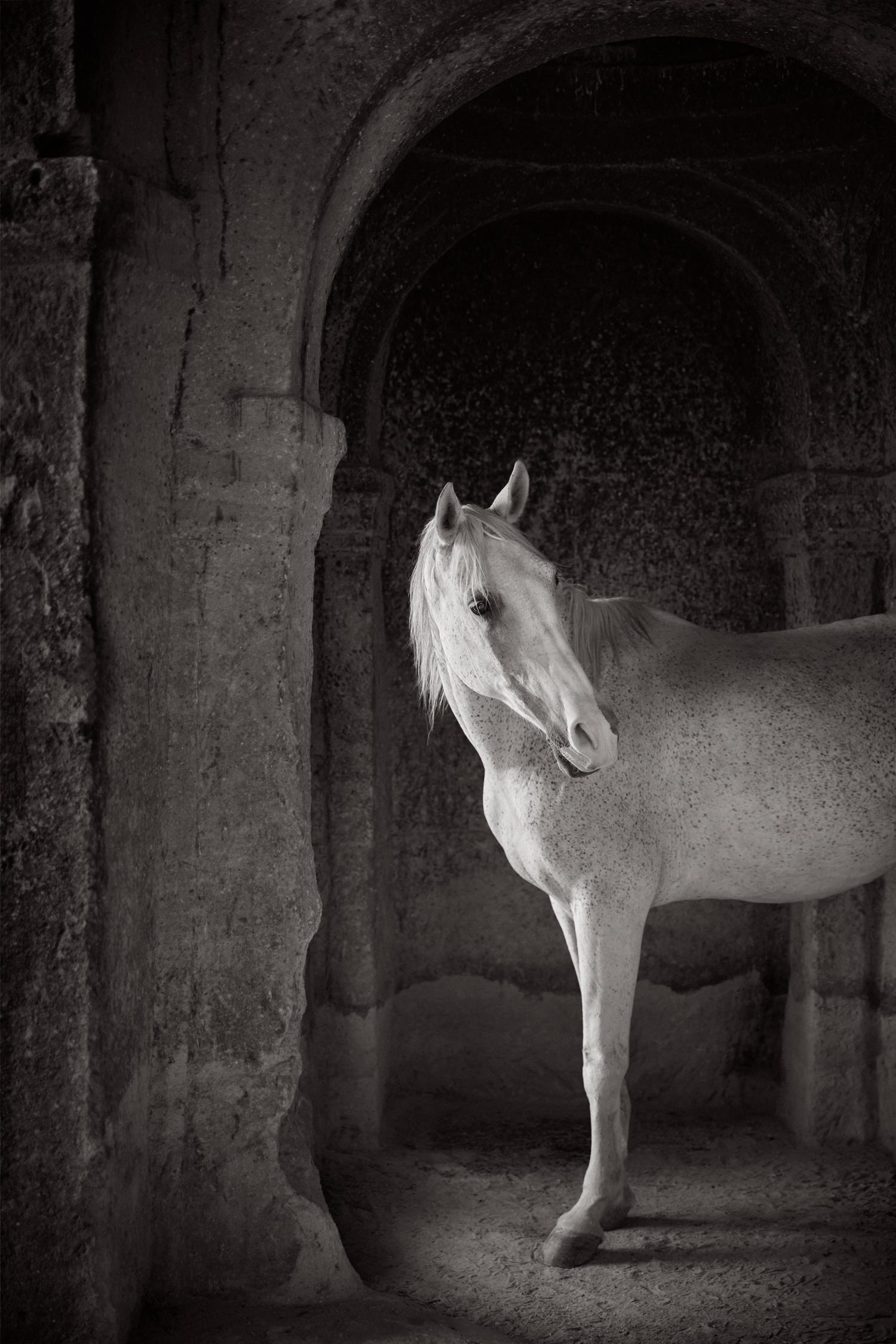 Hermoso caballo blanco mirando a la izquierda bajo un arco antiguo - Photograph de Drew Doggett