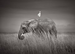 Bird standing on an elephant in Kenya in this dramatic, iconic portrait